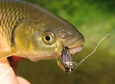 Na jalce so Stepanowom