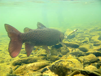 2011-11-mongolsko-21